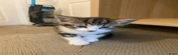 Domestic Shorthair cats for sale: Kittens for sale in Stratford-upon-Avon - Advert 4