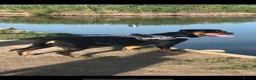 Rottweiler dogs for sale: OUTSTANDING QUALITY GERMAN ROTTWEILER PUPPIES  in Canvey Island - Advert 2