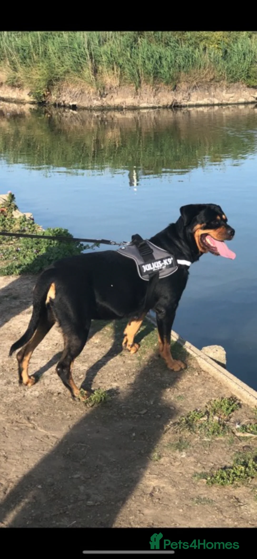 Rottweiler dogs for sale: OUTSTANDING QUALITY GERMAN ROTTWEILER PUPPIES  in Canvey Island - Advert 2