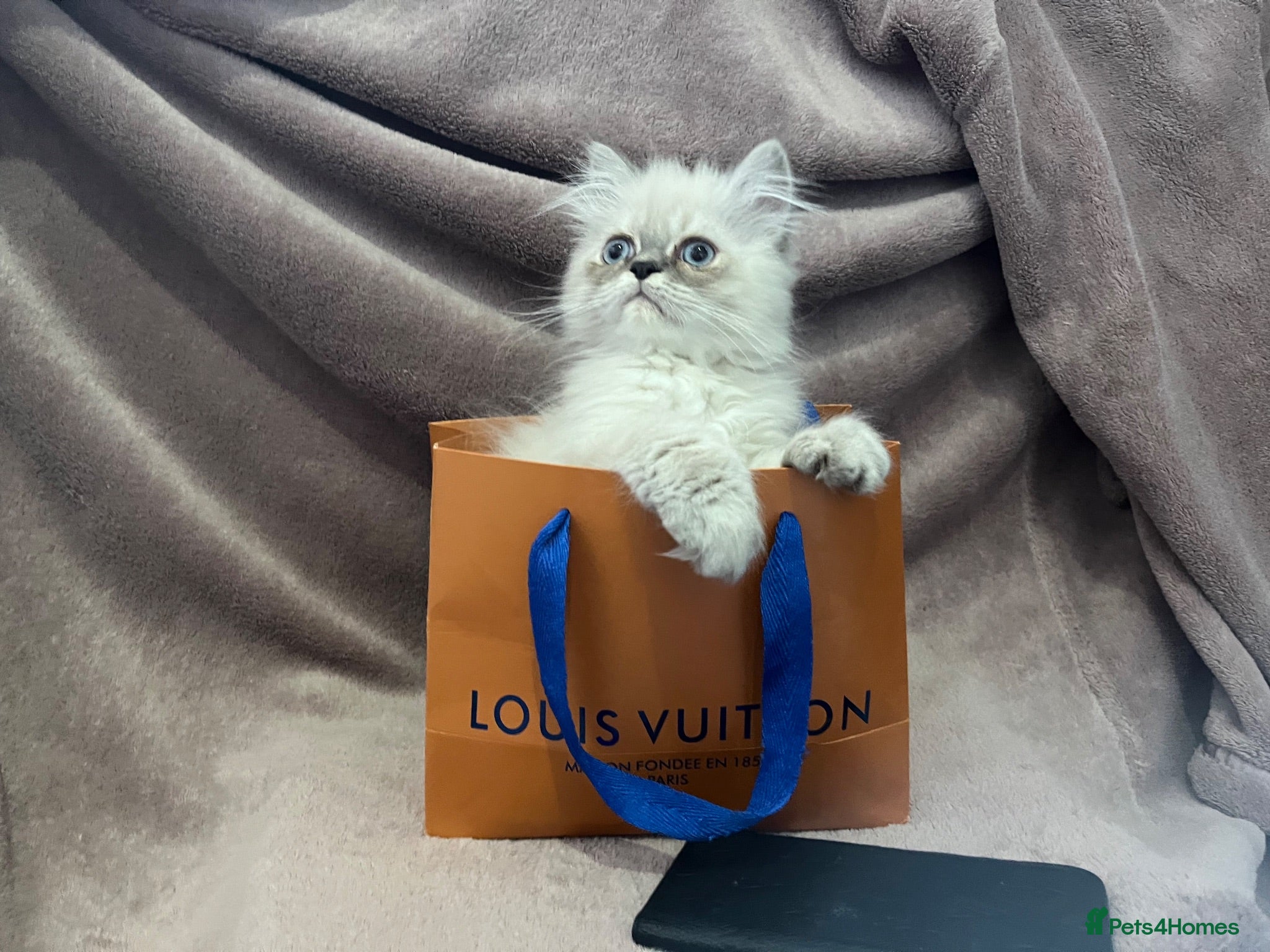 Persian cats READY NOW Fully vaccinated“Louis”, Persian kitten  - Advert 15