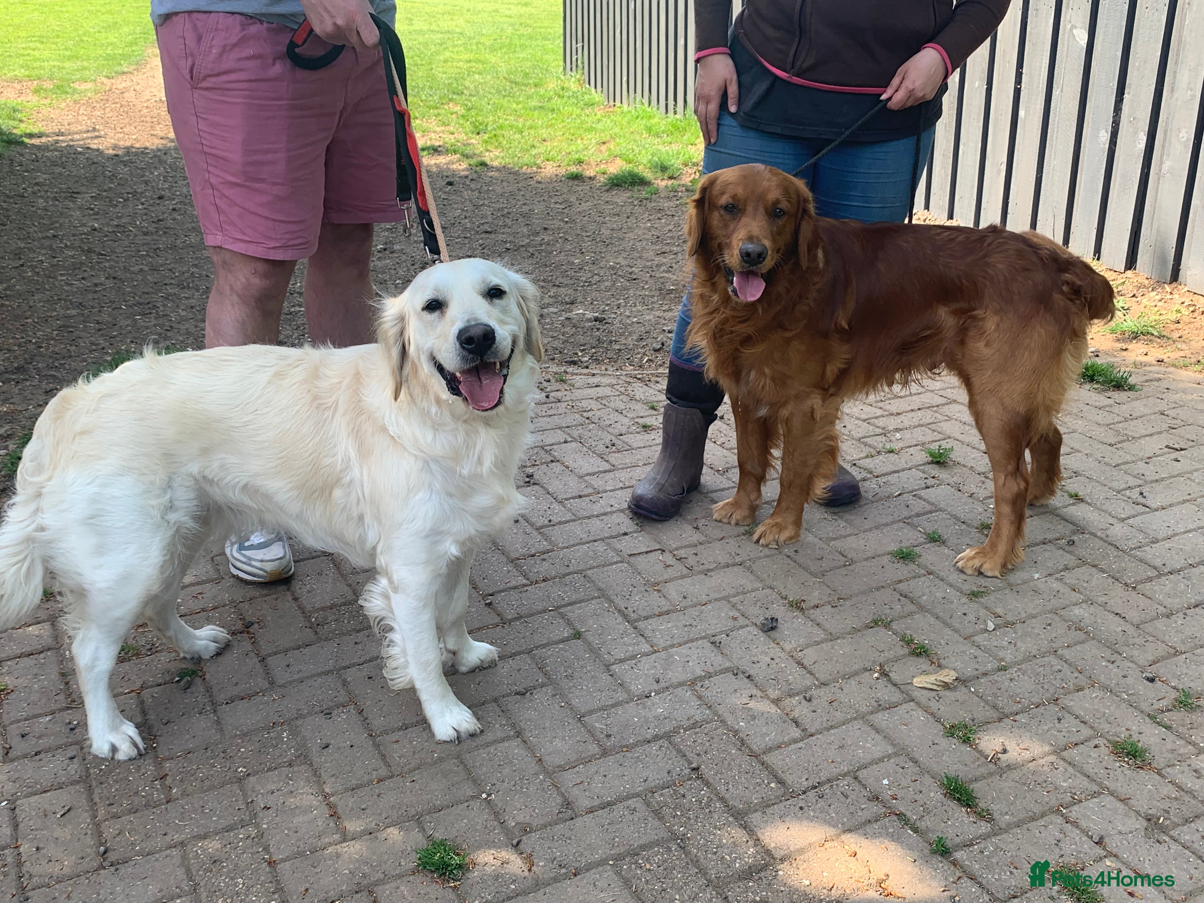 Golden Retriever dogs Golden retriever puppies due mid Jan  - Advert 3