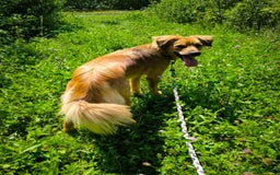 Mixed Breed dogs for adoption: 🐶💖 MIAH 💖🐶 - Image 20