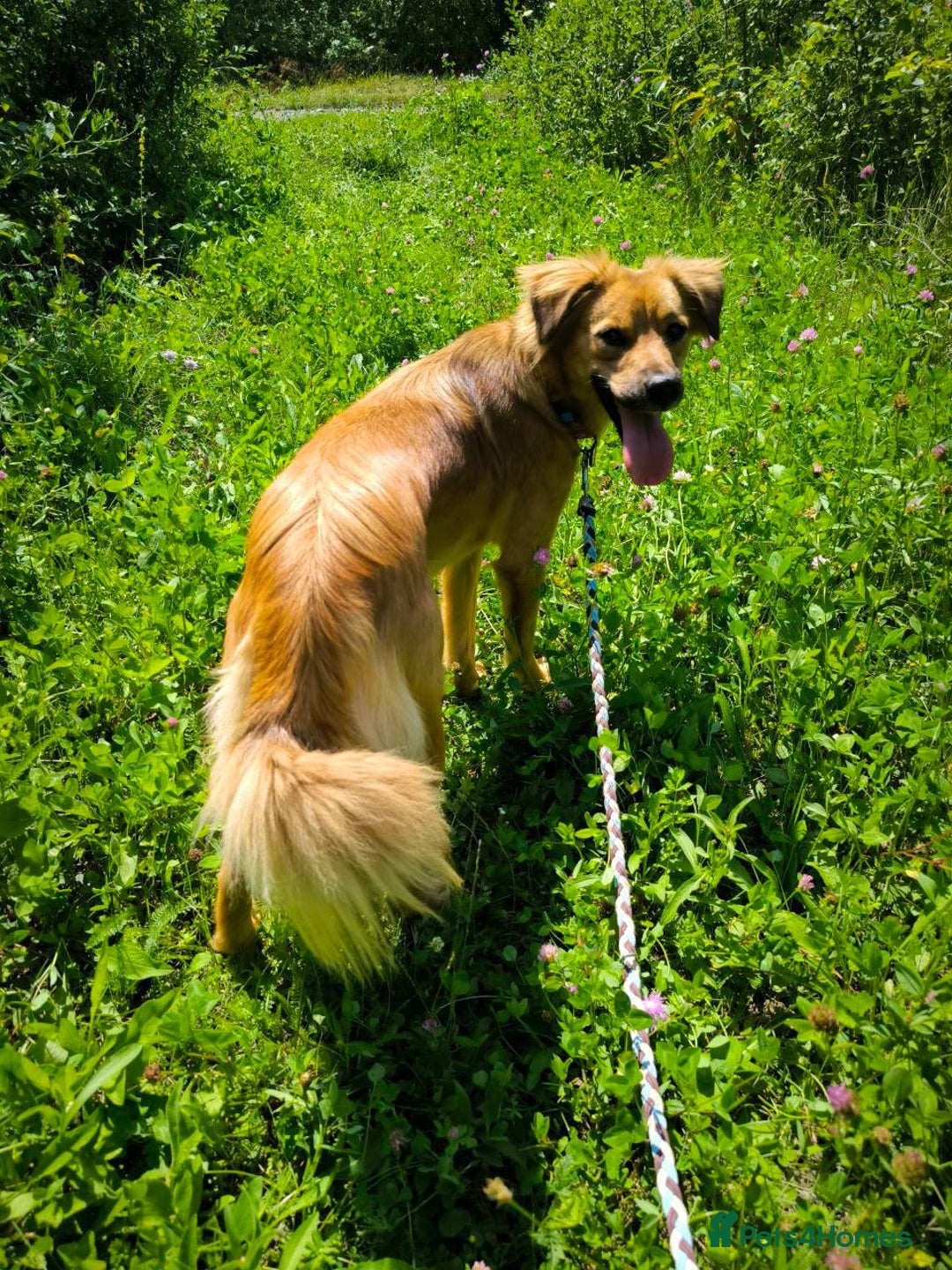Mixed Breed dogs for adoption: 🐶💖 MIAH 💖🐶 - Image 20