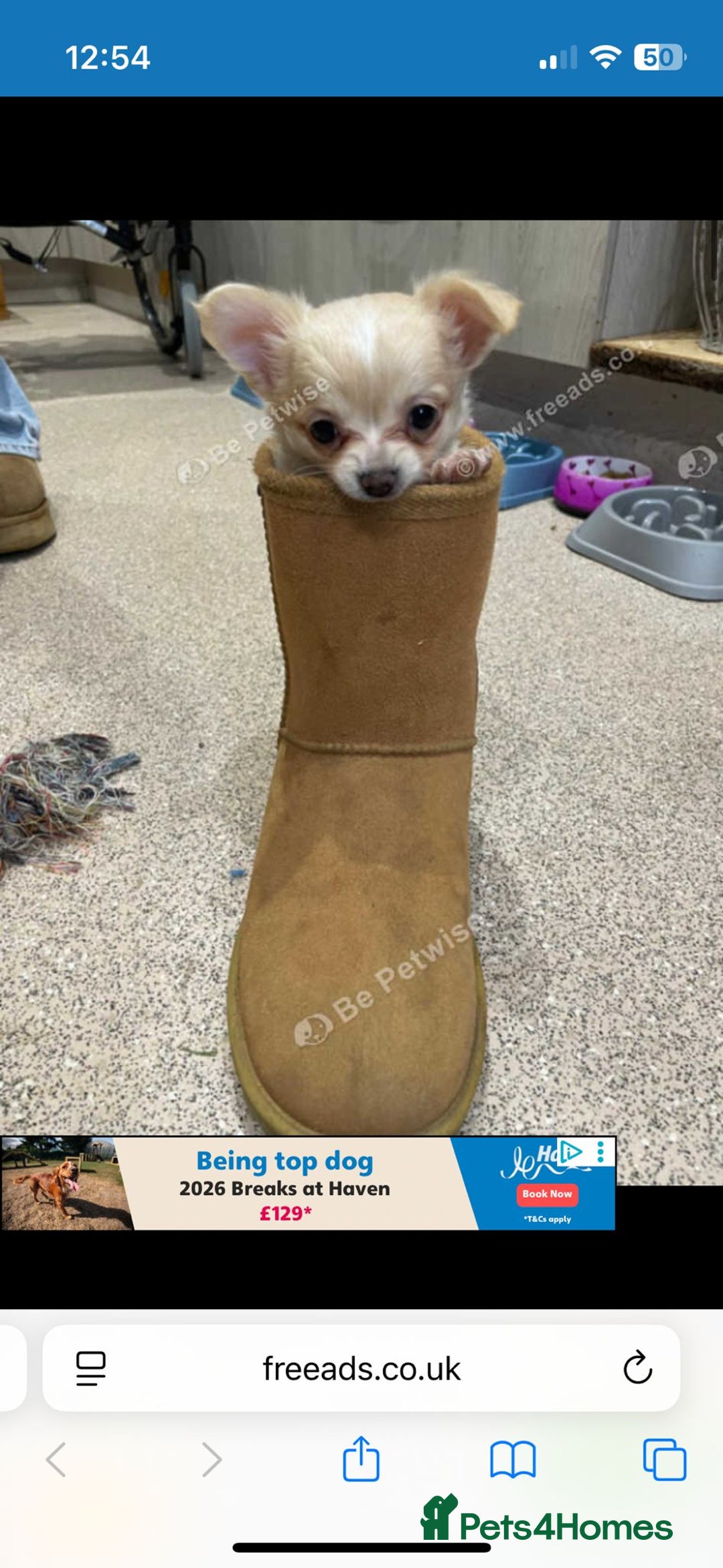 Chihuahua dogs for sale: ***READY NOW*** Long Haired Chihuahua Pups  - Advert 20