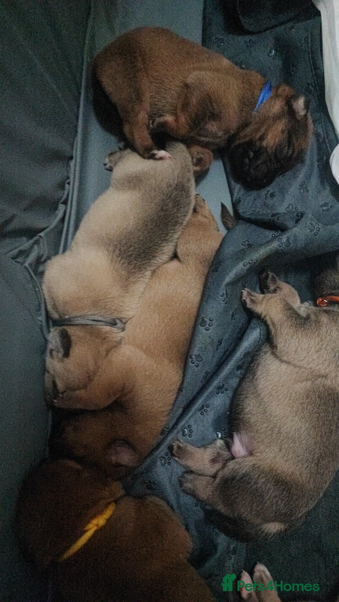 Mixed Breed dogs for sale: Dogue de bordeaux/ presa canario - Advert 2