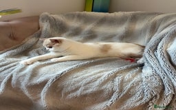British Shorthair cats for sale: Excellent type Cream & white BSH boy  - Image 3