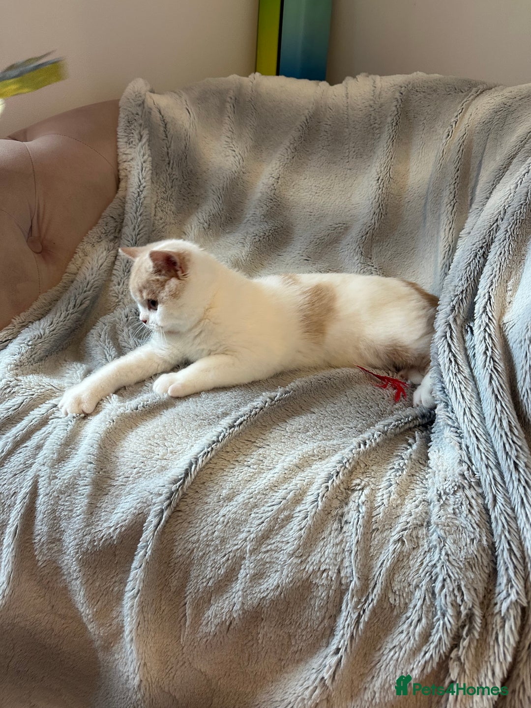 British Shorthair cats for sale: Excellent type Cream & white BSH boy  - Image 3