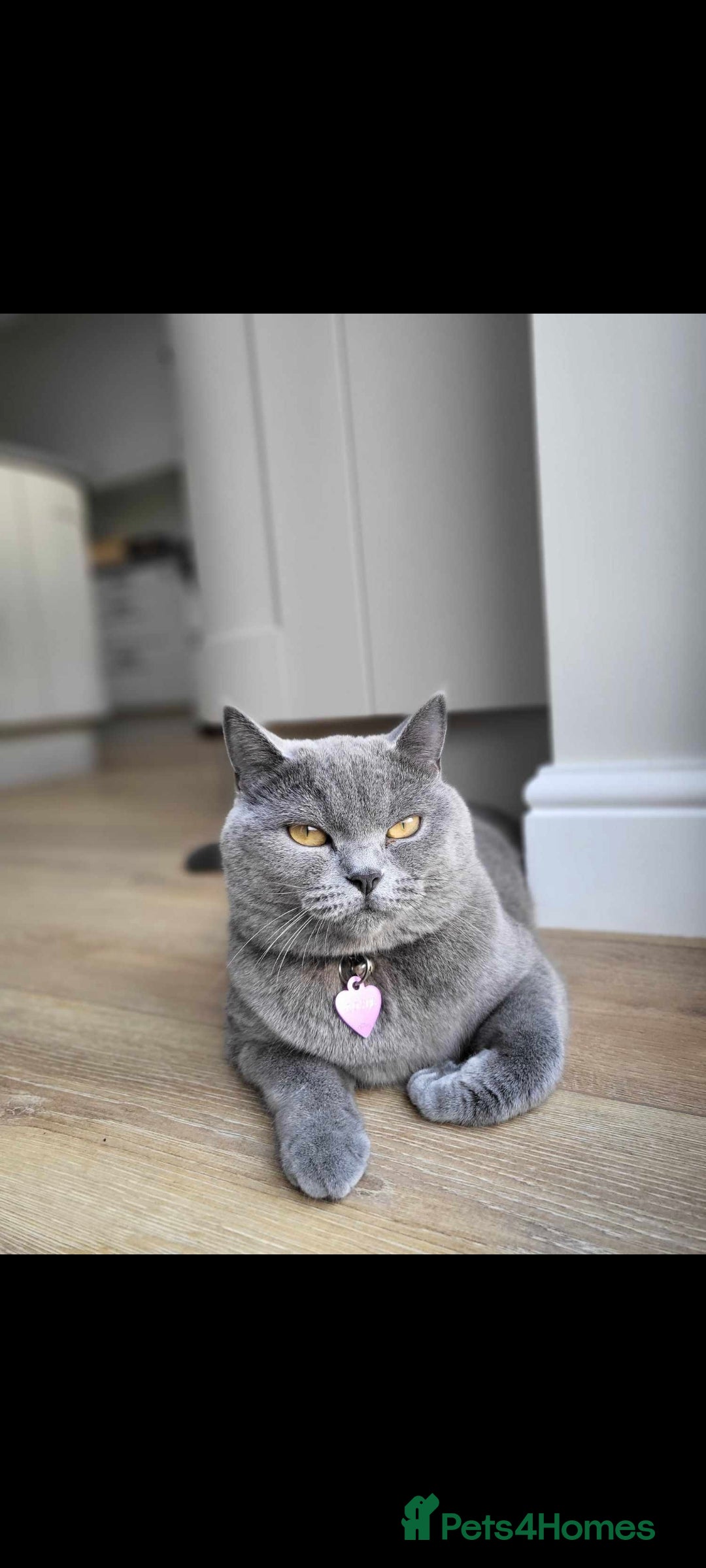 British Shorthair cats for sale: British short hair kittens for sale  - Image 6