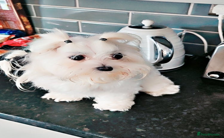 Maltese dogs - Advert 2