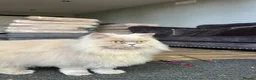 British Longhair cats for sale: Adult Fawn British Longhair Female - Advert 4