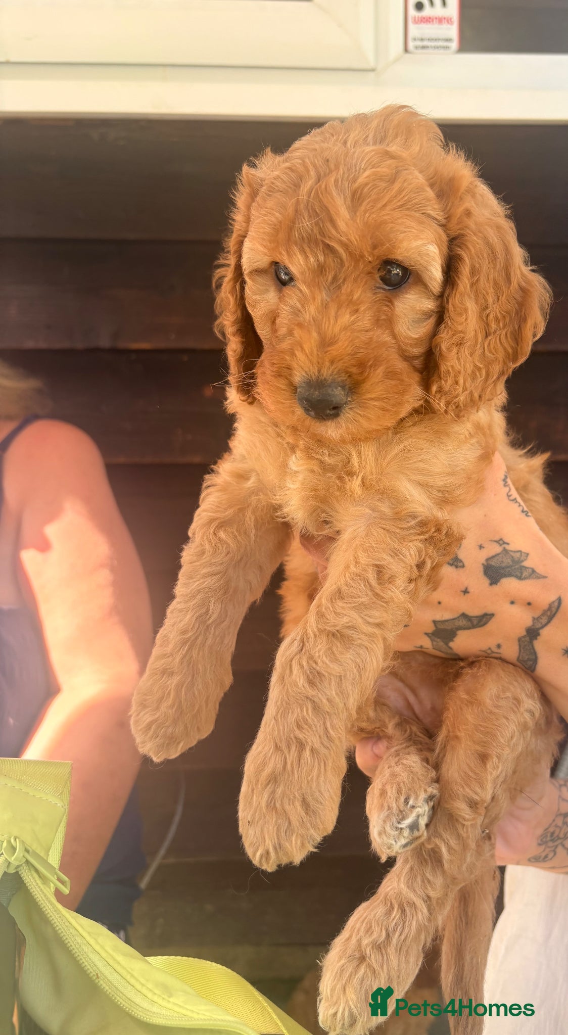 Cockapoo dogs ( Last 2 girls  left) Red F2b cockapoos  - Advert 5