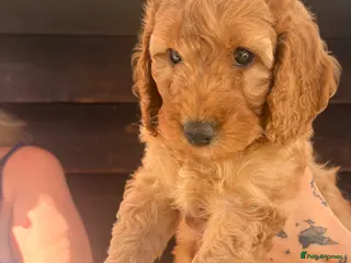 Cockapoo dogs ( Last 2 girls left) Red F2b cockapoos - Advert 5