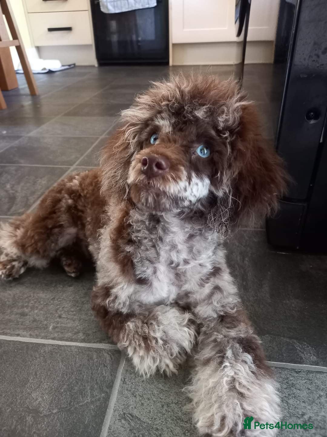 Mixed Breed dogs Poodle pups in Forres - Advert 1