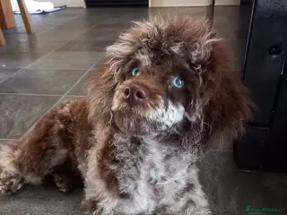 Mixed Breed dogs Poodle pups in Forres - Advert 1