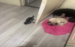 Mixed Breed cats for sale: Beautiful Black jand White female for sale  - Image 4