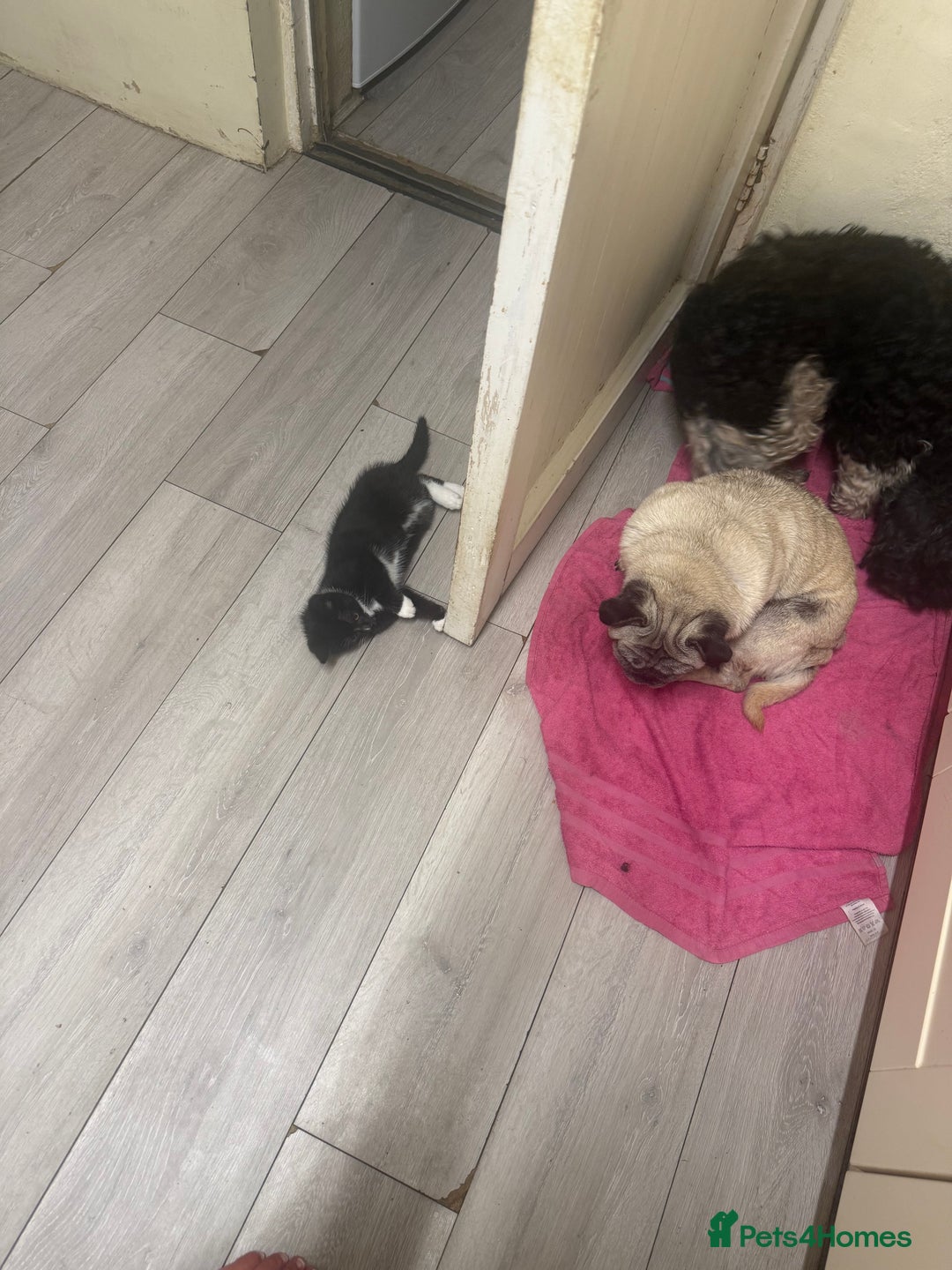 Mixed Breed cats for sale: Beautiful Black jand White female for sale  - Image 4