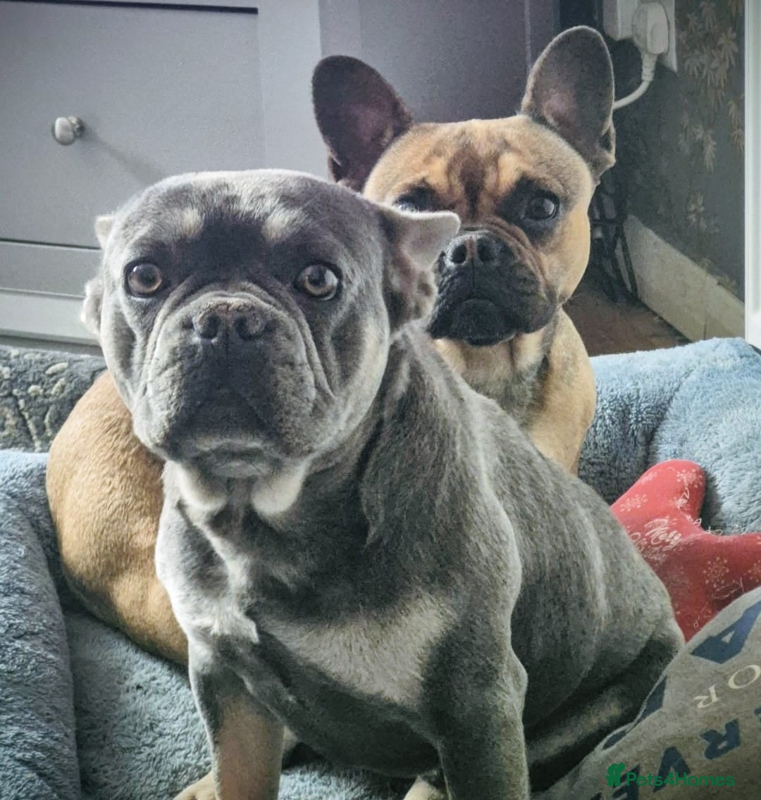 French Bulldog dogs 2 french bulldogs - Advert 1