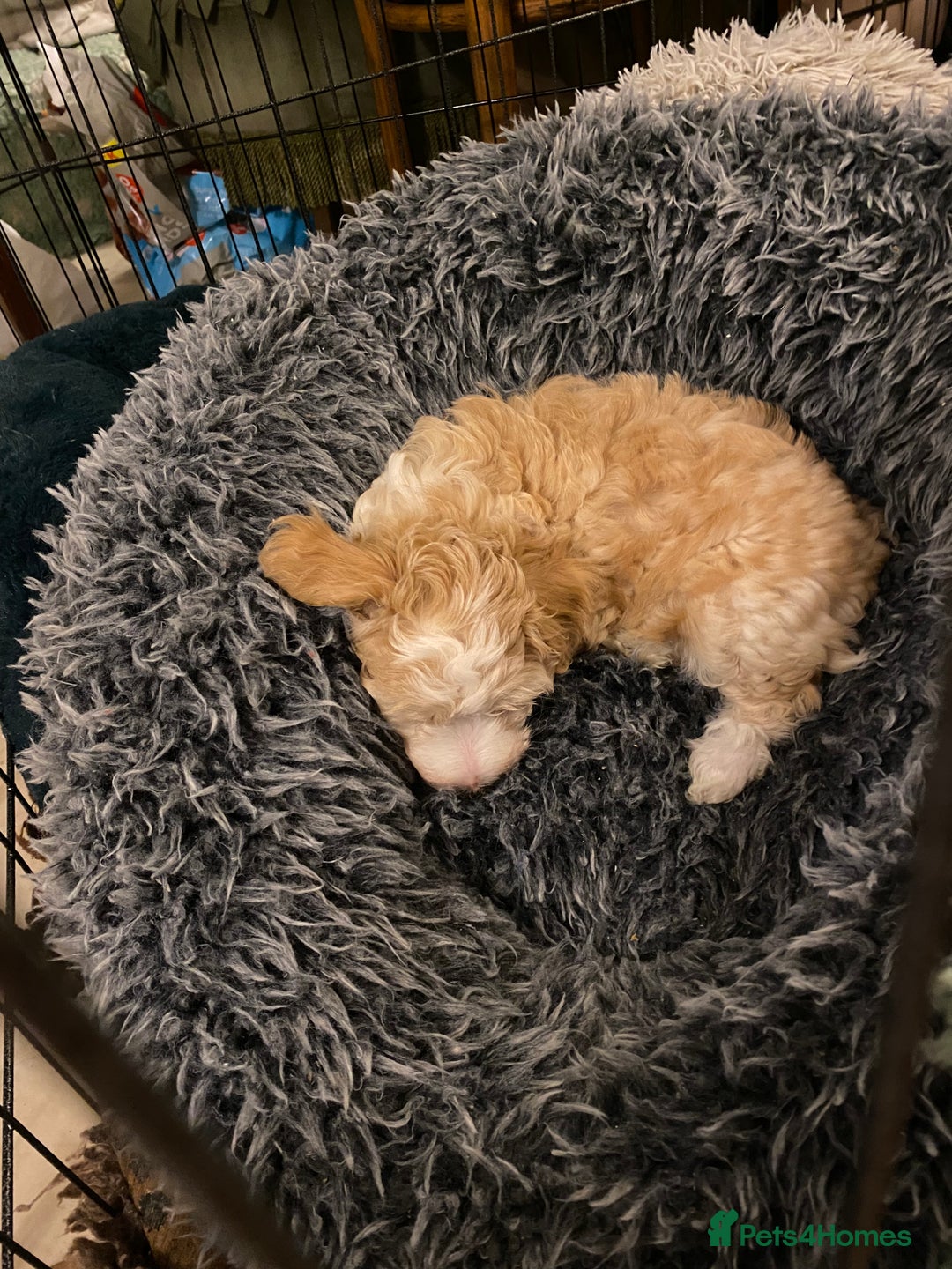 Chinese Crested dogs for sale: TRULY TRULY SCRUMPTIOUS apricot powder puff GIRL   - Advert 17