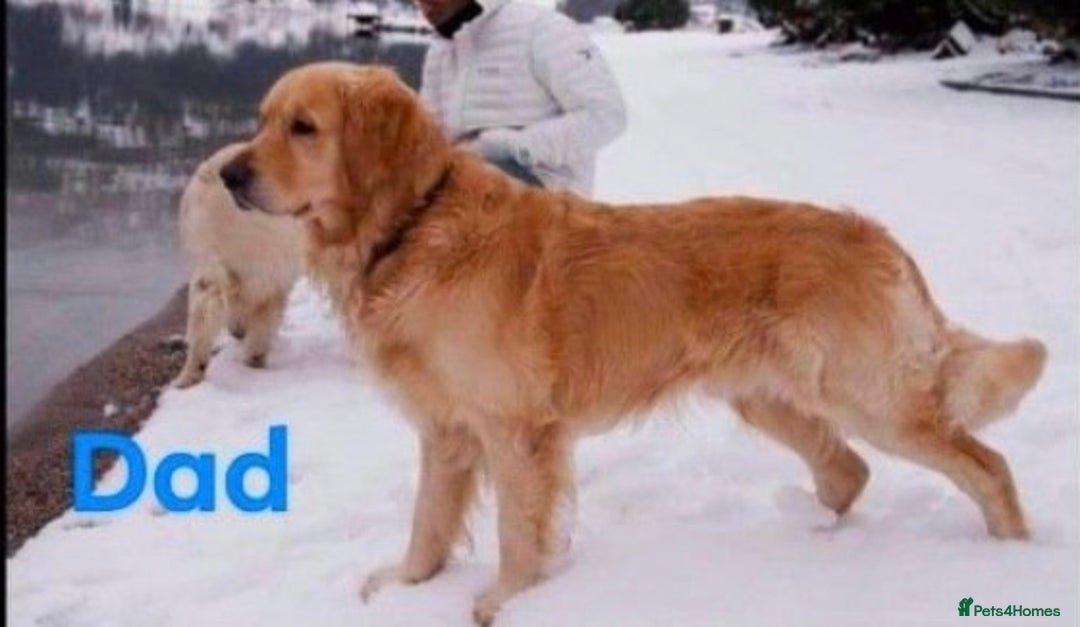 Golden Retriever dogs for stud: 5th Generation KC Registered TOO GOOD TO MISS STUD - Image 13