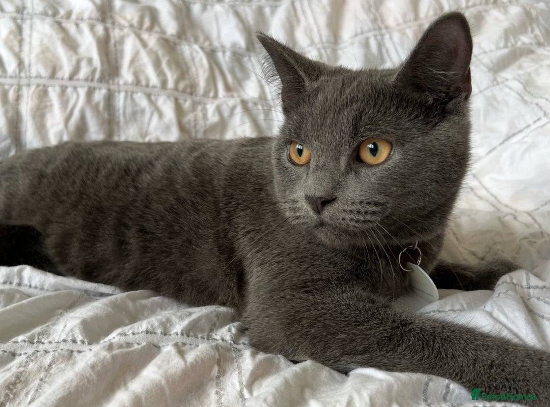 Russian Blue cats for sale: Crossed Russian Blue Girl Kitten - Image 13