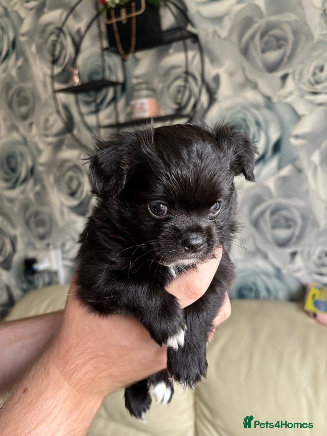 Chihuahua dogs for sale: 3 long haired Chihuahua puppies - Image 12