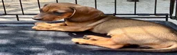Miniature Dachshund dogs for sale: dachshund puppies UNIQUE fur patterns - Advert 2