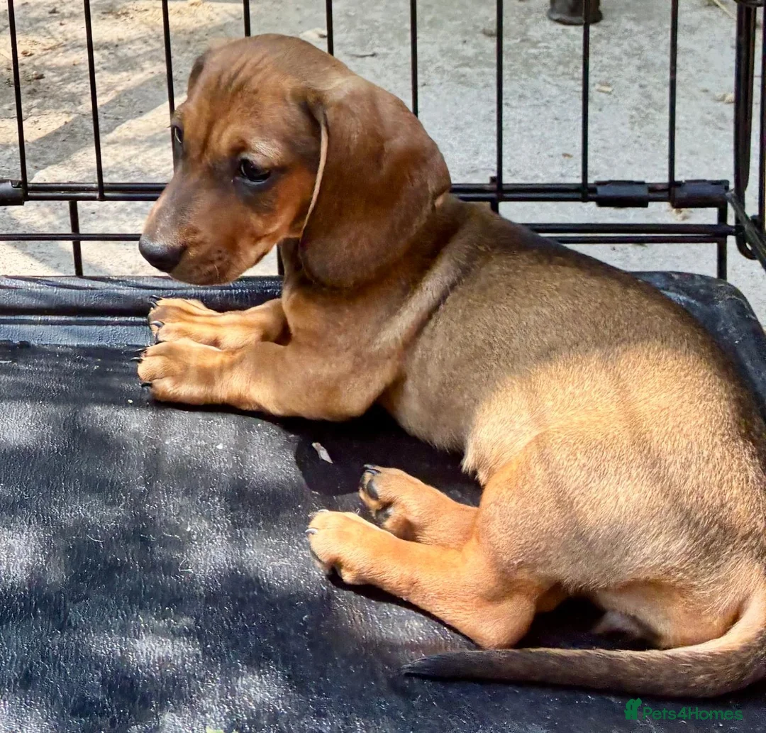 Miniature Dachshund dogs for sale: dachshund puppies UNIQUE fur patterns - Advert 2