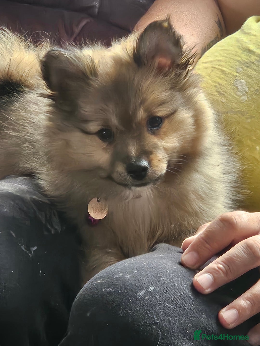 German Spitz dogs for sale: German spitz puppy girl - Image 3