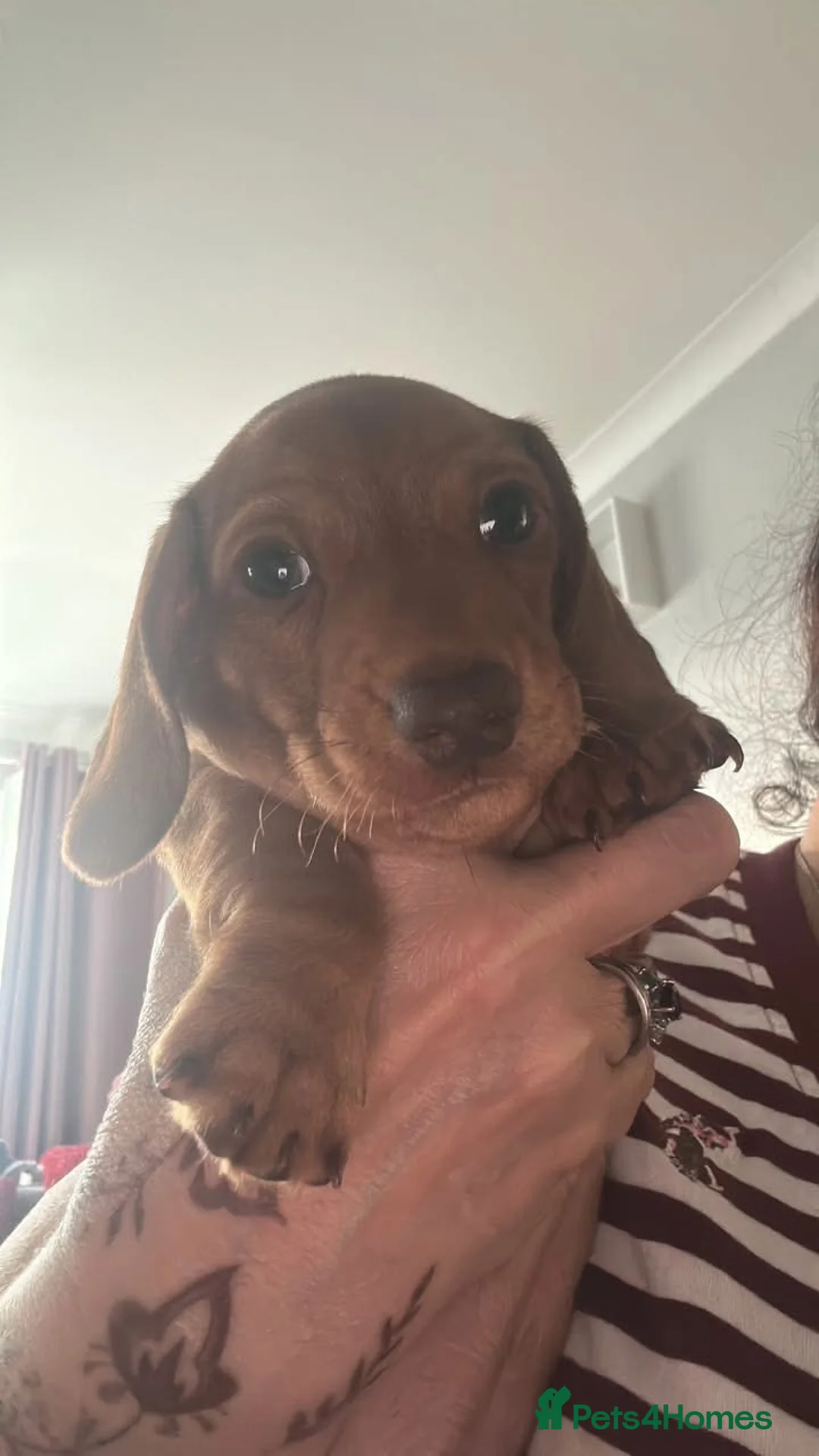 Miniature Dachshund dogs for sale: Miniature smooth haired dachshund male - Advert 2