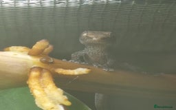 Gecko reptiles for sale: Mourning Gecko hatchlings. - Image 11