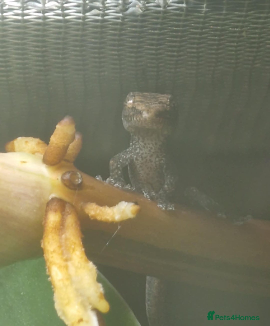 Gecko reptiles for sale: Mourning Gecko hatchlings. - Image 11
