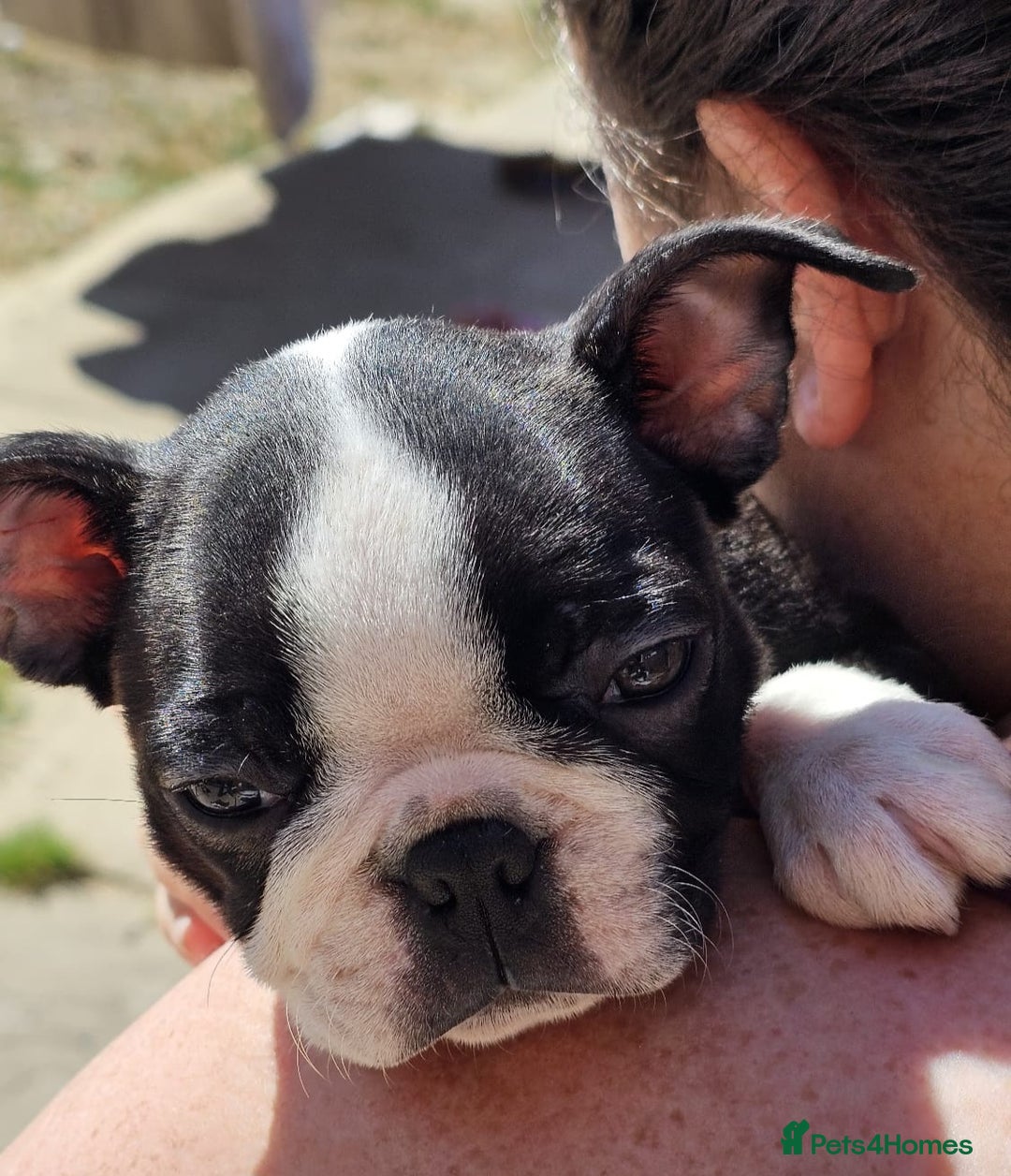 Boston Terrier dogs for sale: REDUCED!! Boston terriers DELIVERY!. - Image 3