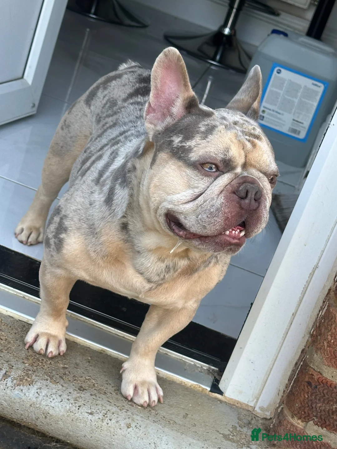 French Bulldog dogs for sale: Koda French Bulldog – 2 Yrs Old – £500 in Northampton - Advert 2