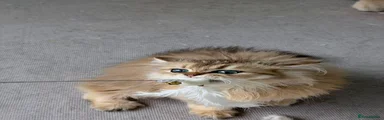 British Longhair 2