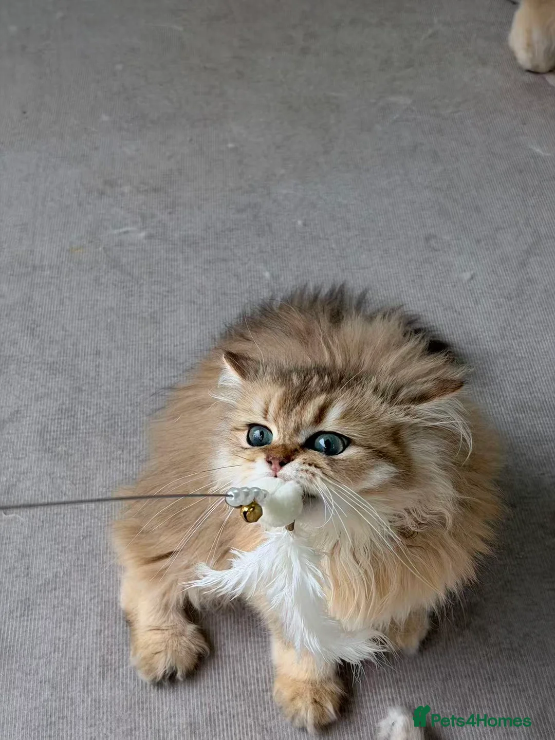 British Longhair cats for sale: Britsh Long hair - Advert 2