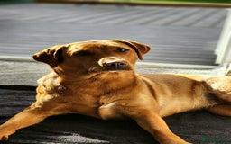 Labrador Retriever dogs for sale: KC Registered Fox Red Labrador Puppies - Image 4