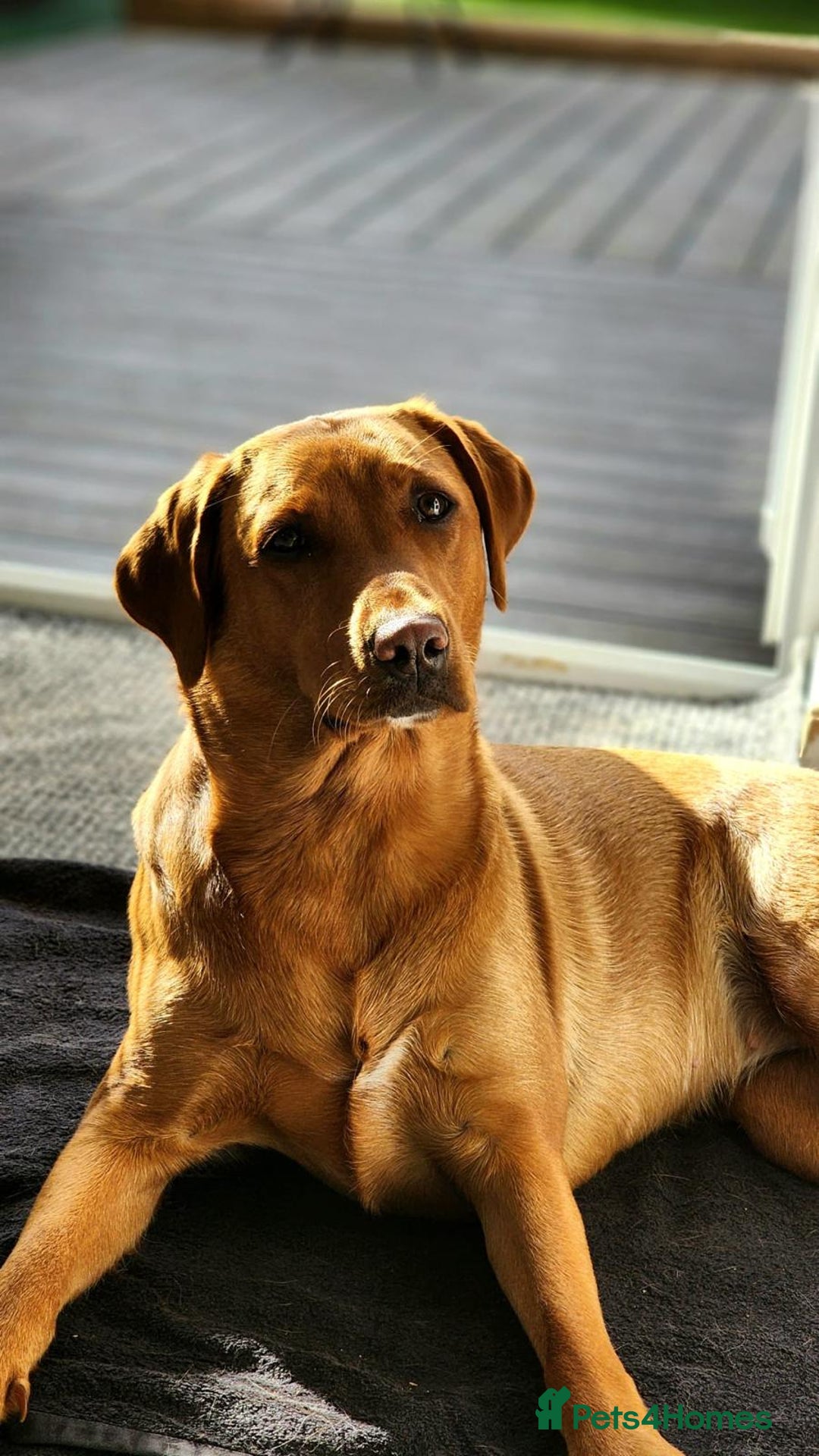 Labrador Retriever dogs for sale: KC Registered Fox Red Labrador Puppies - Image 4