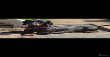 Dachshund dogs - Advert 2