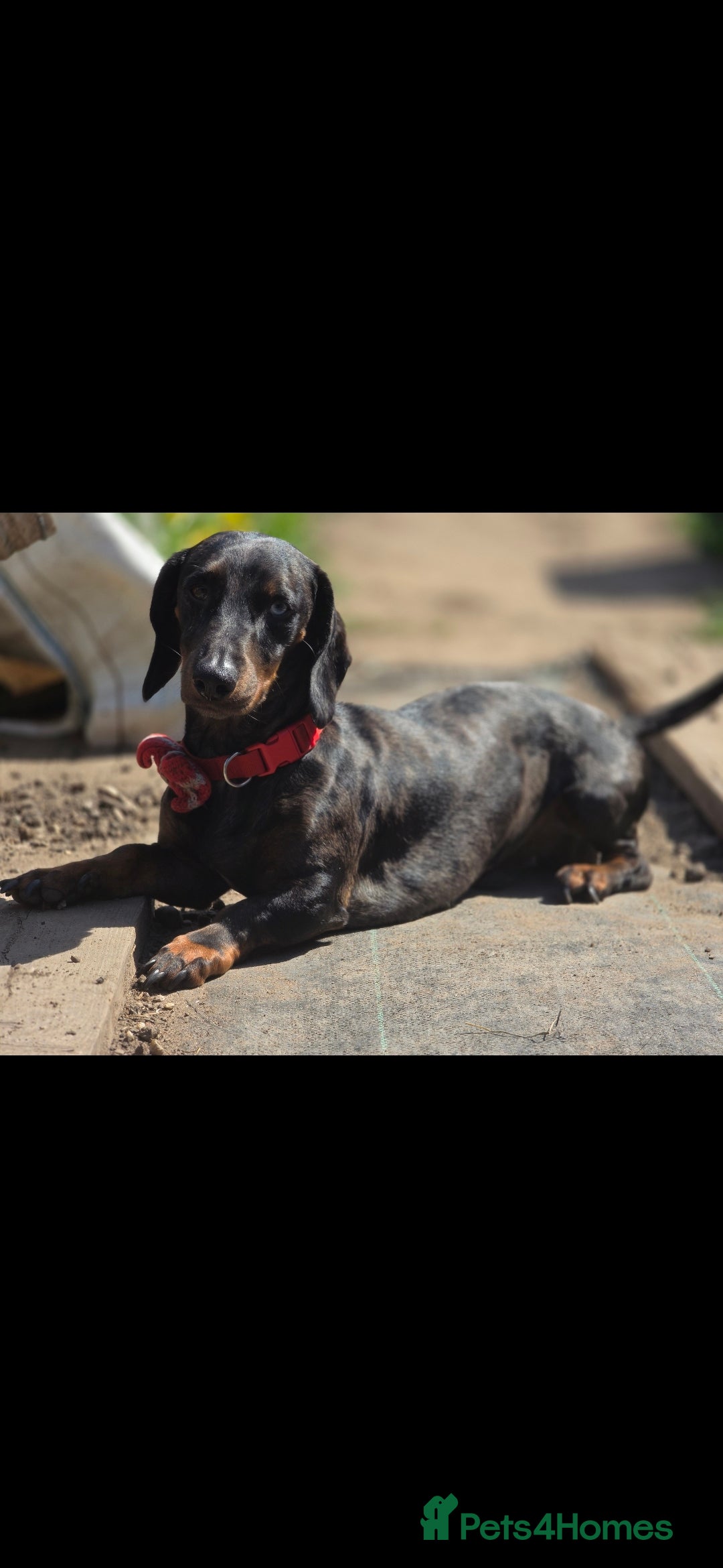 Dachshund dogs for sale: Beautiful puppies - Image 3