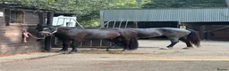 New Forest horses for sale: 14’2 2 year old nf  in Yateley - Advert 5