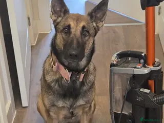 Belgian Shepherd Dog dogs Roo the Belgian Mali/German shepard in Fakenham - Advert 13