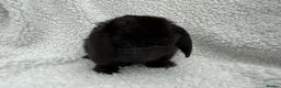 Mini Lop rabbits for sale: Last 2 plush lops available to reserve - Advert 5