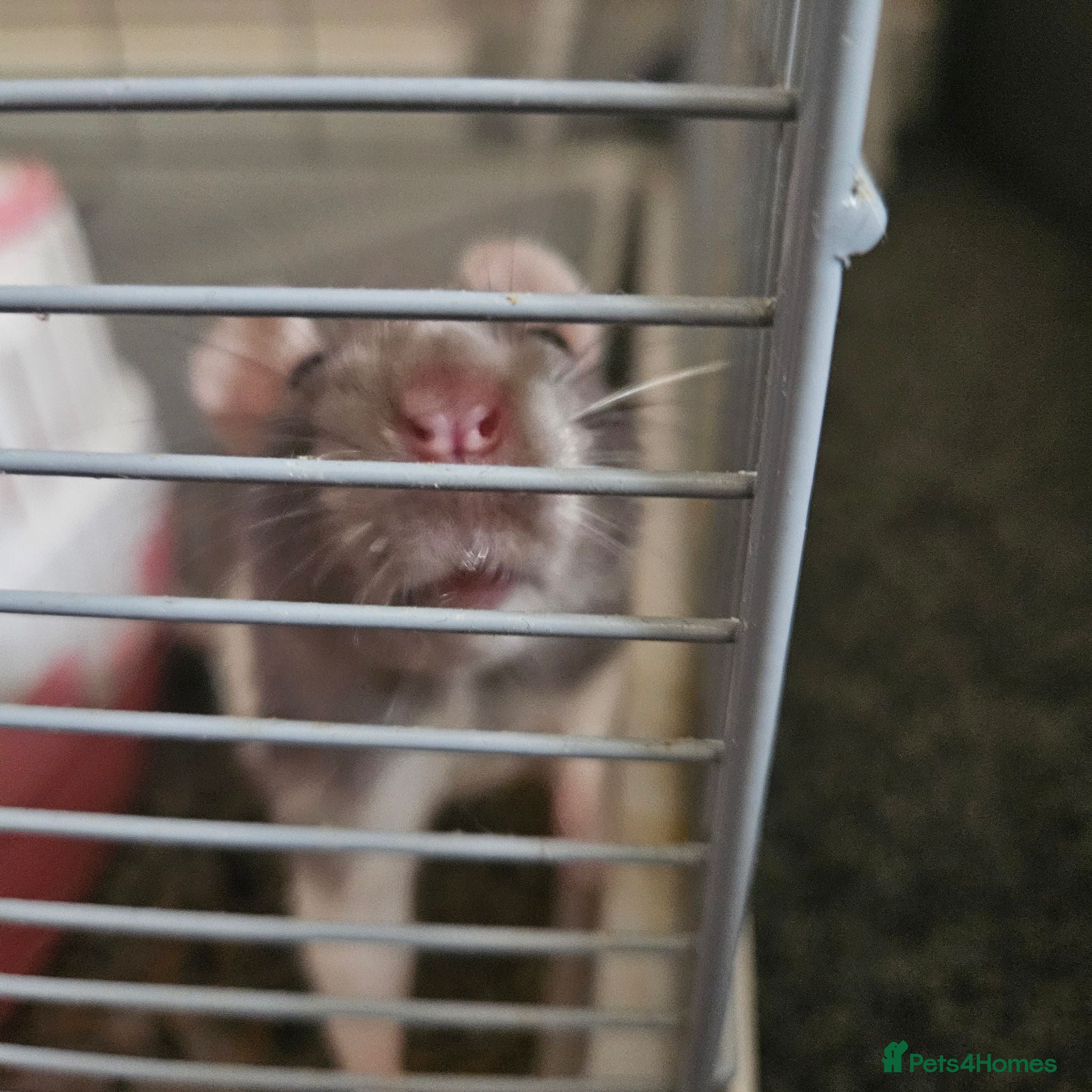 Rat rodents Female rats - Advert 1