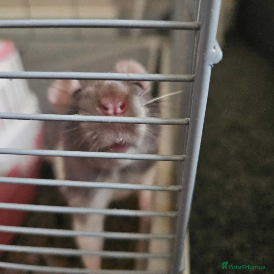 Rat rodents for sale: Female rats - Advert 1