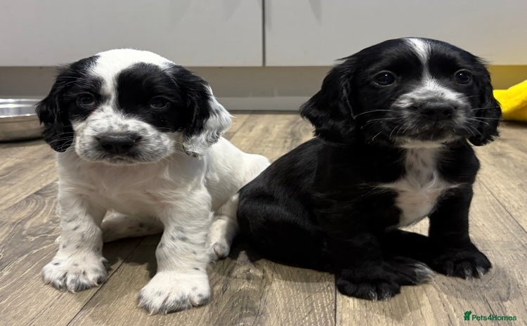 Cocker Spaniel dogs - Advert 4