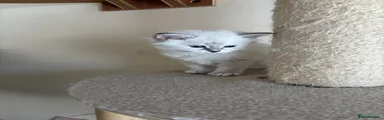 Siberian Kitten 3