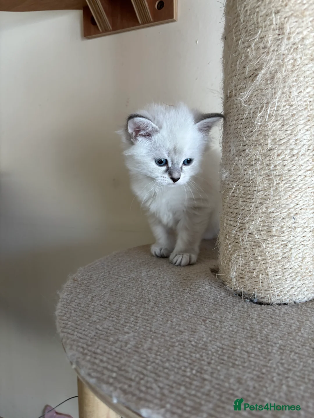 Siberian cats for sale: Beautiful Siberian kittens registered GCCF in Bridlington - Advert 2