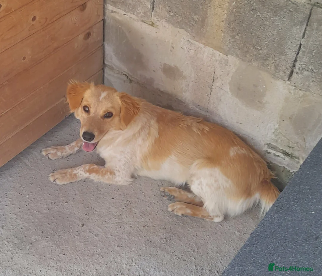 Mixed Breed dogs for adoption: Sun, 1.5 yrs approx. Available for adoption. - Advert 2