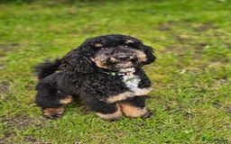 Miniature Poodle dogs for stud: KC Registered Miniature Poodle in Wrexham - Image 6