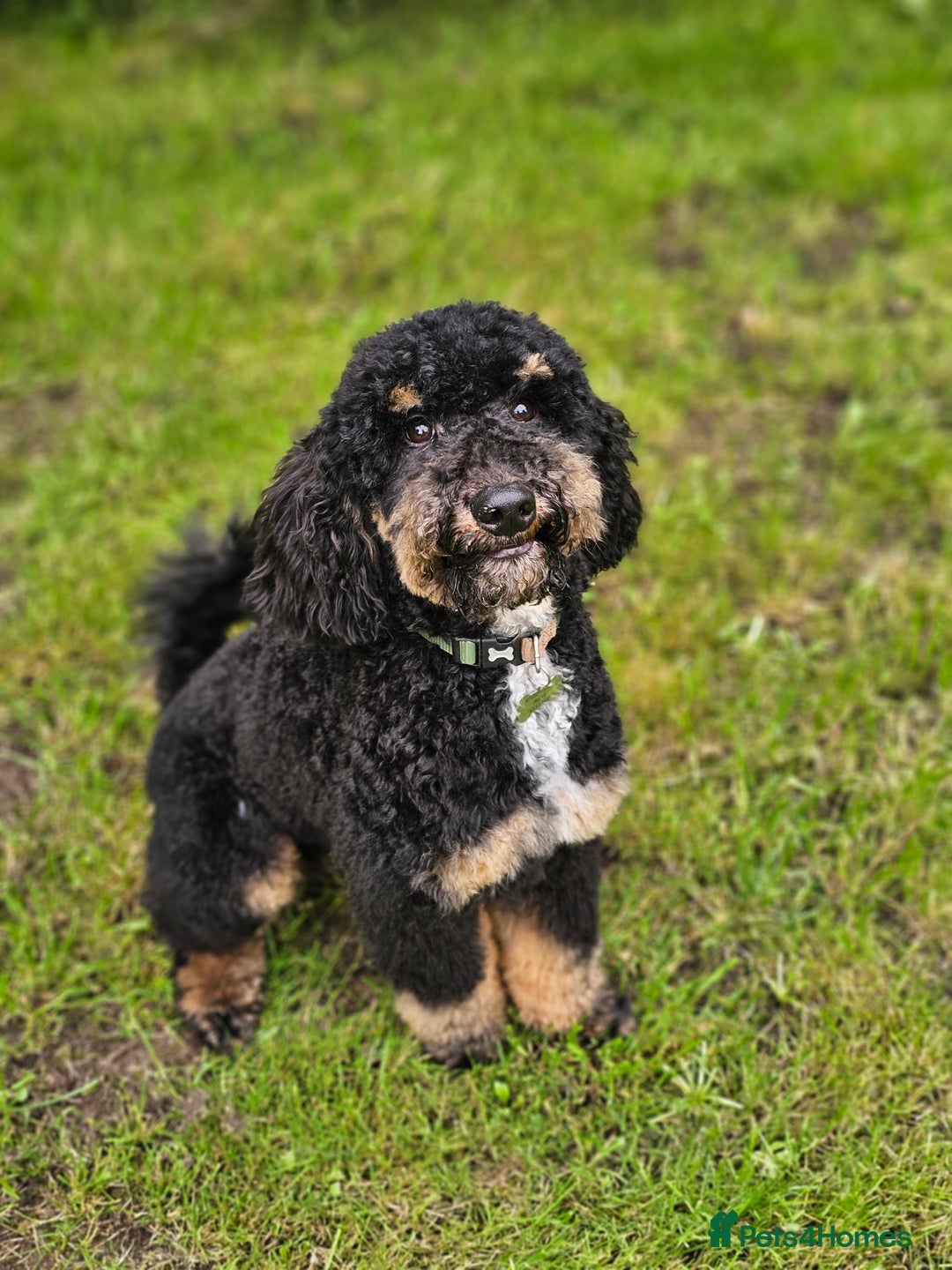 Miniature Poodle dogs for stud: KC Registered Miniature Poodle in Wrexham - Image 6